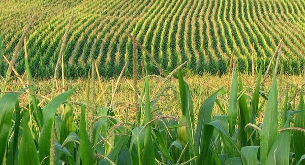 Arkansas Corn and Grain Sorghum Promotion Board has approved $1.266 million