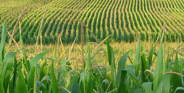 Arkansas Corn and Grain Sorghum Promotion Board has approved $1.266 million