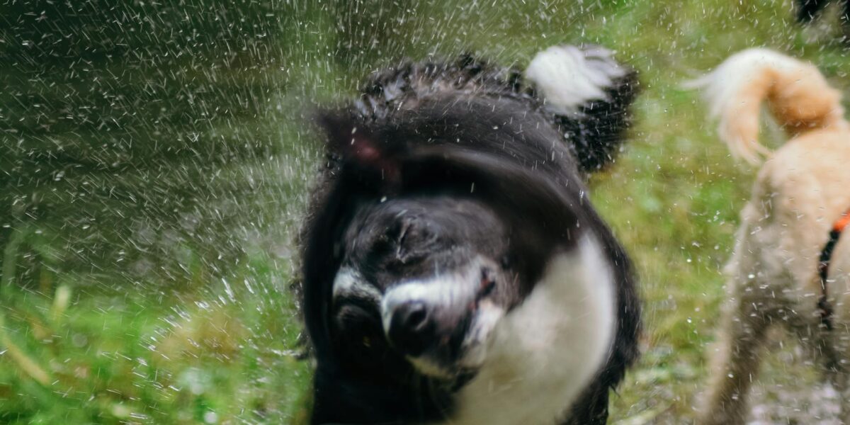 One women, nearly 2,000 dogs: Leslie Galloway’s mission